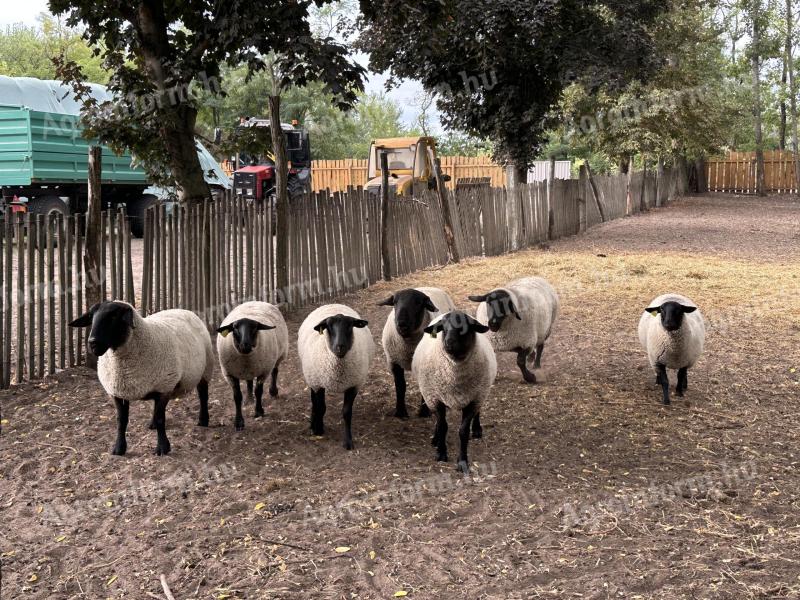 Fajtatiszta Suffolk hárem eladó - törzskönyves birkák, jerke, kos