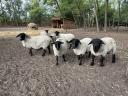 Fajtatiszta Suffolk hárem eladó - törzskönyves birkák, jerke, kos