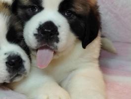 Bernáthegyi kiskutyák tenyészetből