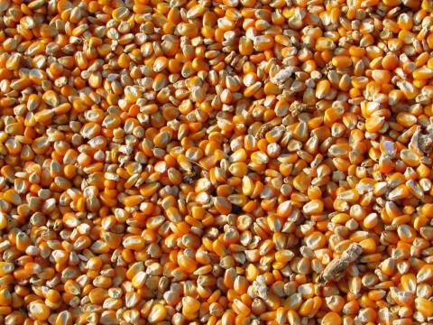 Kukorica Kukorica