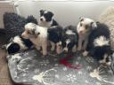 Border collie fajtatiszta jellegű kiskutyák