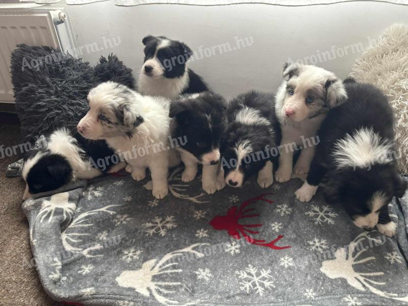 Border collie fajtatiszta jellegű kiskutyák
