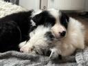 Border collie fajtatiszta jellegű kiskutyák