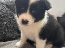 Border collie fajtatiszta jellegű kiskutyák