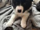 Border collie fajtatiszta jellegű kiskutyák