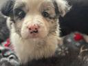 Border collie fajtatiszta jellegű kiskutyák