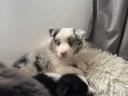 Border collie fajtatiszta jellegű kiskutyák