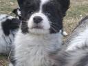 Border collie fajtatiszta jellegű kölyökkutyák eladók