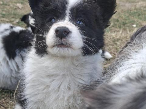 Border collie fajtatiszta jellegű kölyökkutyák eladók Border collie fajtatiszta jellegű kölyökkutyák eladók