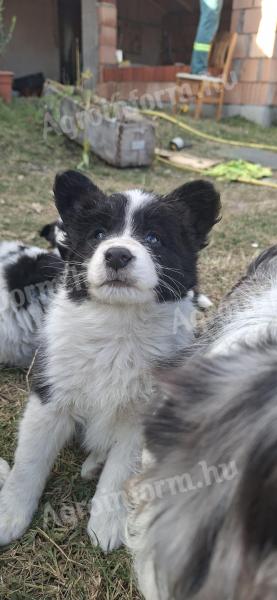 Border collie fajtatiszta jellegű kölyökkutyák eladók