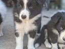 Border collie fajtatiszta jellegű kölyökkutyák eladók