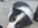 Border collie fajtatiszta jellegű kölyökkutyák eladók