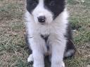 Border collie fajtatiszta jellegű kölyökkutyák eladók