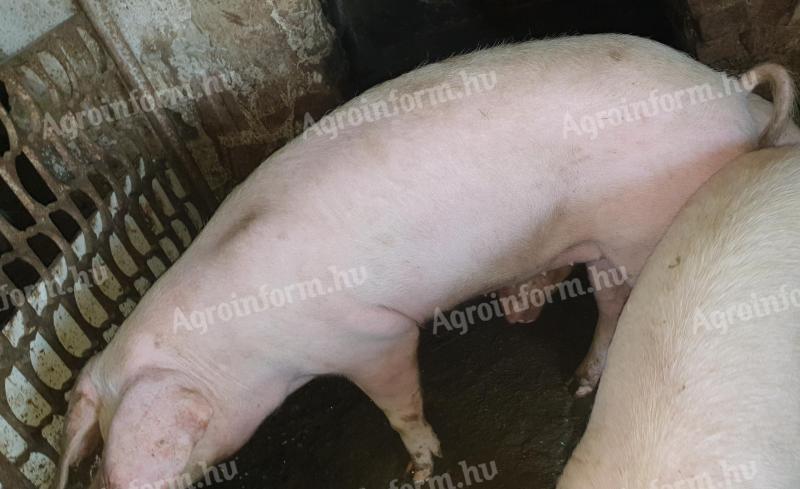 Eladó 130 kg-os hízó és 70 kg-os süldő sertés Újszászon