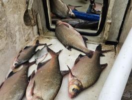 Horgásztavak és egyesületek részére – Ponty,  amur 1200 Ft,  keszeg és ragadozó halak elérhetők