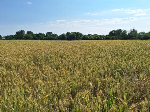 Búza eladó Búza eladó