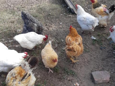 Tanyasi tyúkok (14 db) vágásra eladók