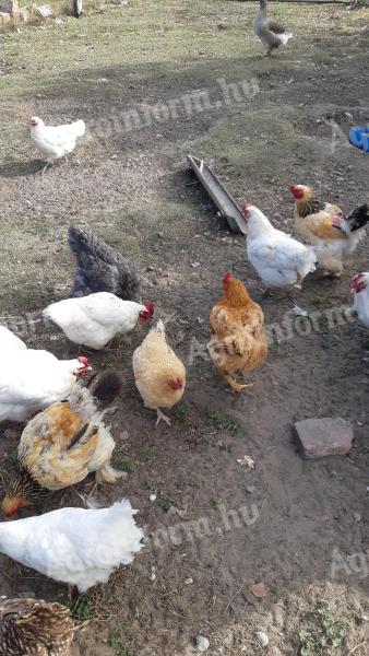 Tanyasi tyúkok (14 db) vágásra eladók