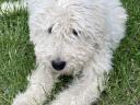 Cuki komondor szuka, 1,5 éves – Ingyen elvihető