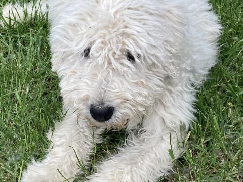 Cuki komondor szuka,  1,5 éves – Ingyen elvihető Cuki komondor szuka,  1,5 éves – Ingyen elvihető