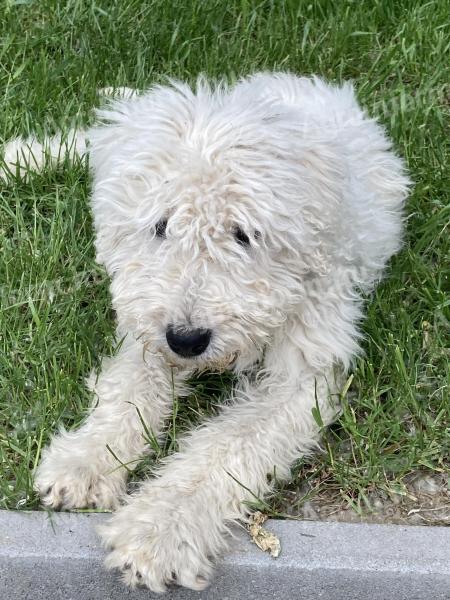Cuki komondor szuka, 1,5 éves – Ingyen elvihető