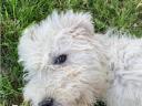 Cuki komondor szuka, 1,5 éves – Ingyen elvihető
