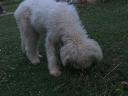 Cuki komondor szuka, 1,5 éves – Ingyen elvihető