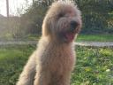 Cuki komondor szuka, 1,5 éves – Ingyen elvihető