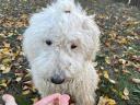Cuki komondor szuka,  1,5 éves – Ingyen elvihető