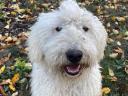 Cuki komondor szuka,  1,5 éves – Ingyen elvihető