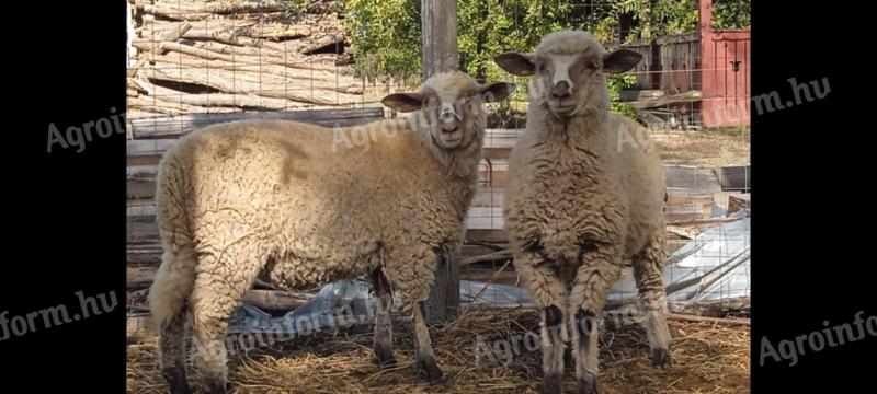 2 db kos bárány eladó