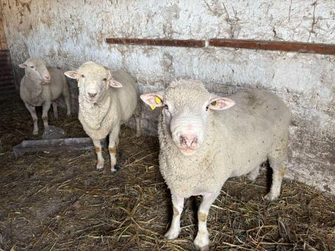 Törzskönyves kosok eladók Törzskönyves kosok eladók