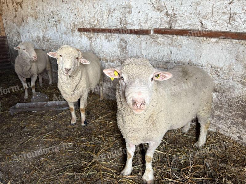 Törzskönyves kosok eladók