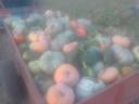 Sütőtök,  dísztök vegyesen eladó