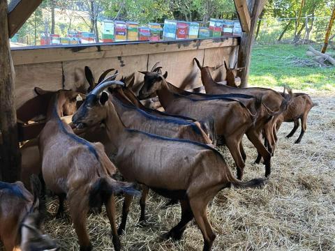 Alpesi kecske anyák és gödölyék eladók Alpesi kecske anyák és gödölyék eladók