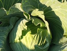 Eladó Lapos Káposzta Green Lunar F1 Fajta Termelőtől