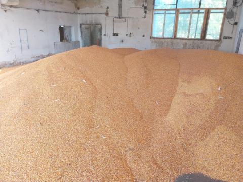 Kukorica eladó – 2025-ös termés, kis és nagy tételben Kukorica eladó – 2025-ös termés, kis és nagy tételben