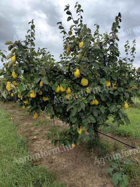 Bio birs eladó – ipari és cefre minőségű birsalma