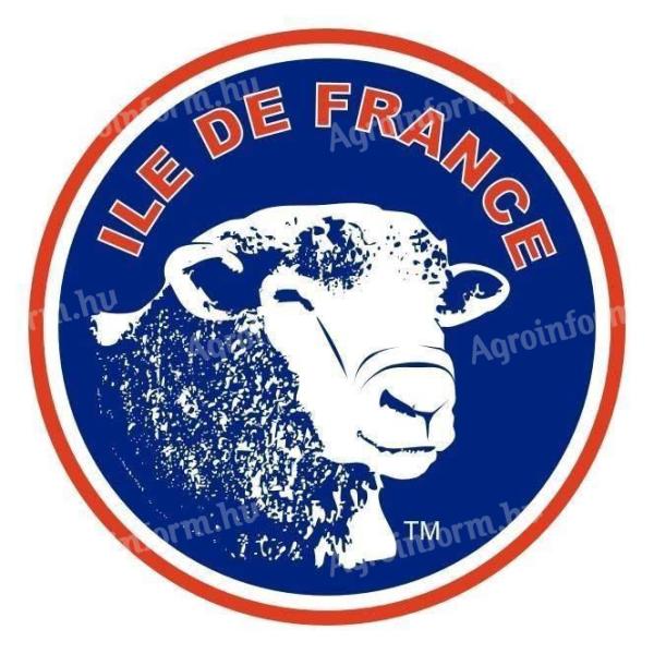 Ile de France törzskönyvezett juhok eladók