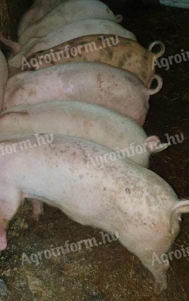 Eladó 8 db szép, 30 kg-os süldő