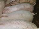 Eladó 8 db szép, 30 kg-os süldő