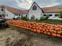 Halloween tök eladó - kis- és nagytételben, 150 Ft/kg-tól, mosva is