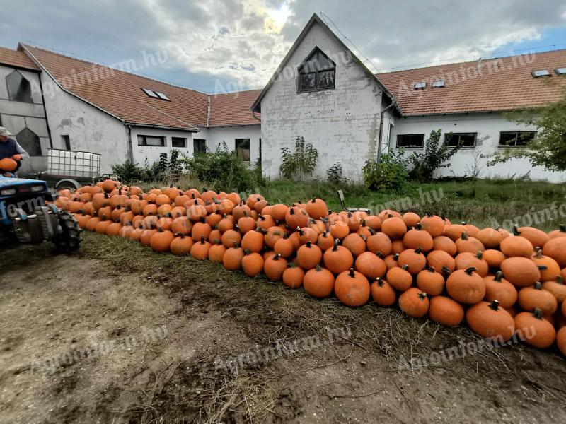 Halloween tök eladó - kis- és nagytételben, 150 Ft/kg-tól, mosva is