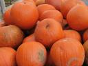 Halloween tök eladó - kis- és nagytételben, 150 Ft/kg-tól, mosva is