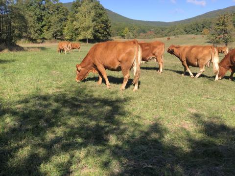 Limousin anyatehenek eladók Limousin anyatehenek eladók