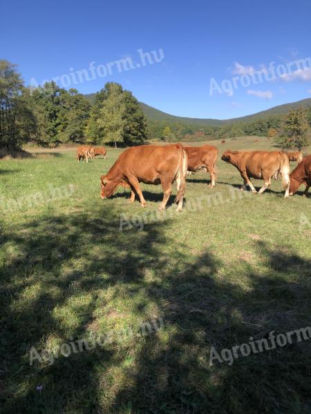 Limousin anyatehenek eladók