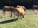 Limousin anyatehenek eladók