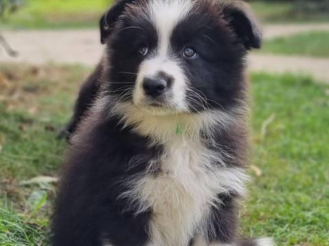Border Collie fajtajellegű kiskutyák eladók Border Collie fajtajellegű kiskutyák eladók