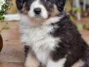 Border Collie fajtatiszta jellegű  kiskutyák