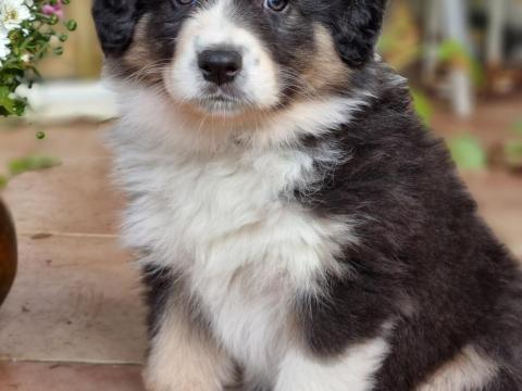 Border Collie fajtatiszta jellegű  kiskutyák Border Collie fajtatiszta jellegű  kiskutyák